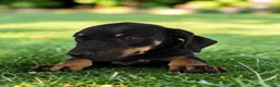 Catahoula Leopard Dog dogs for sale: Gypsie 2026 Female 2 - Ad 4