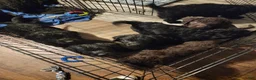 Labradoodle dogs for sale: Labradoodle dark purple collar - Ad 9