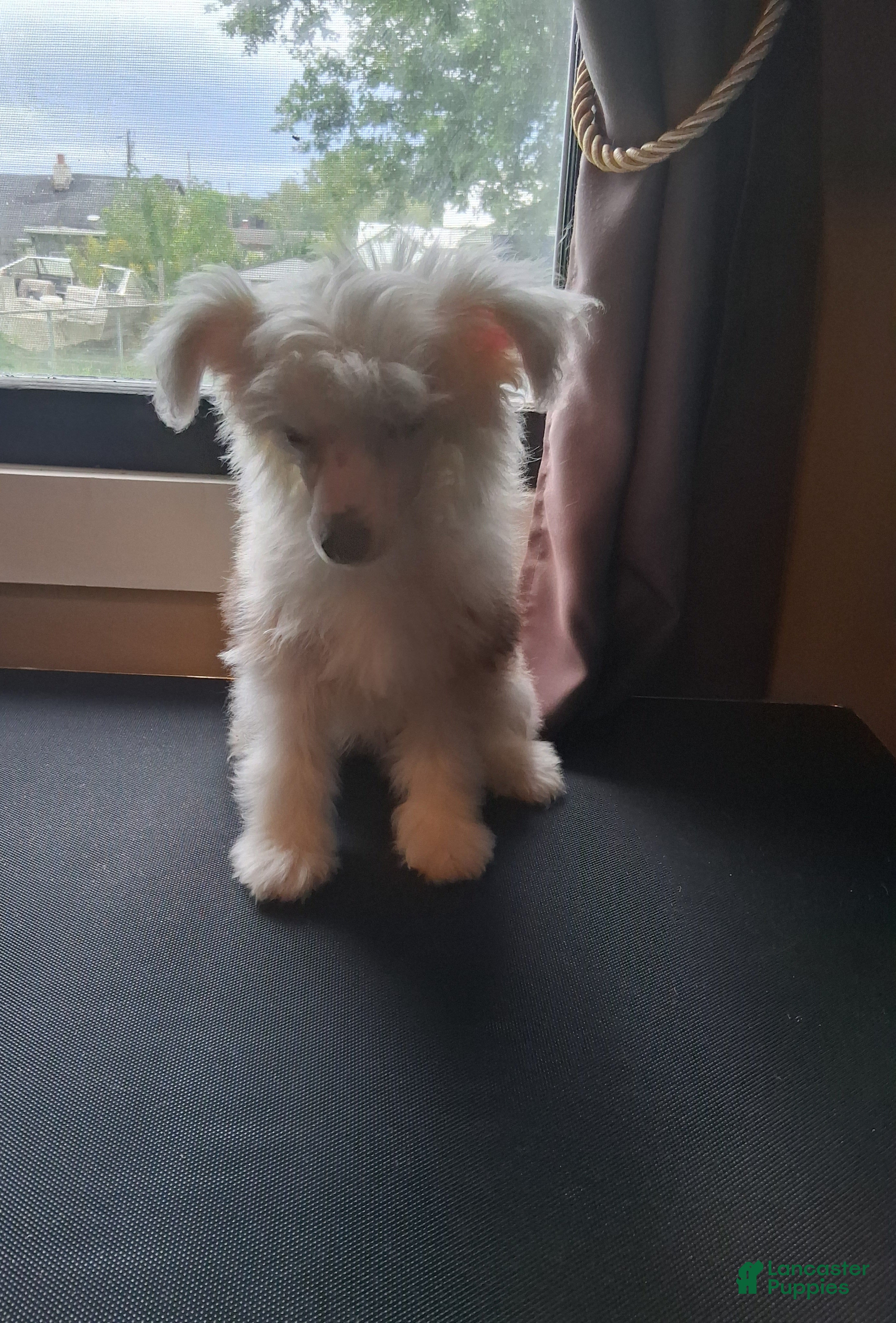 Chinese Crested dogs Teddy (IS ON HOLD) - Ad 2
