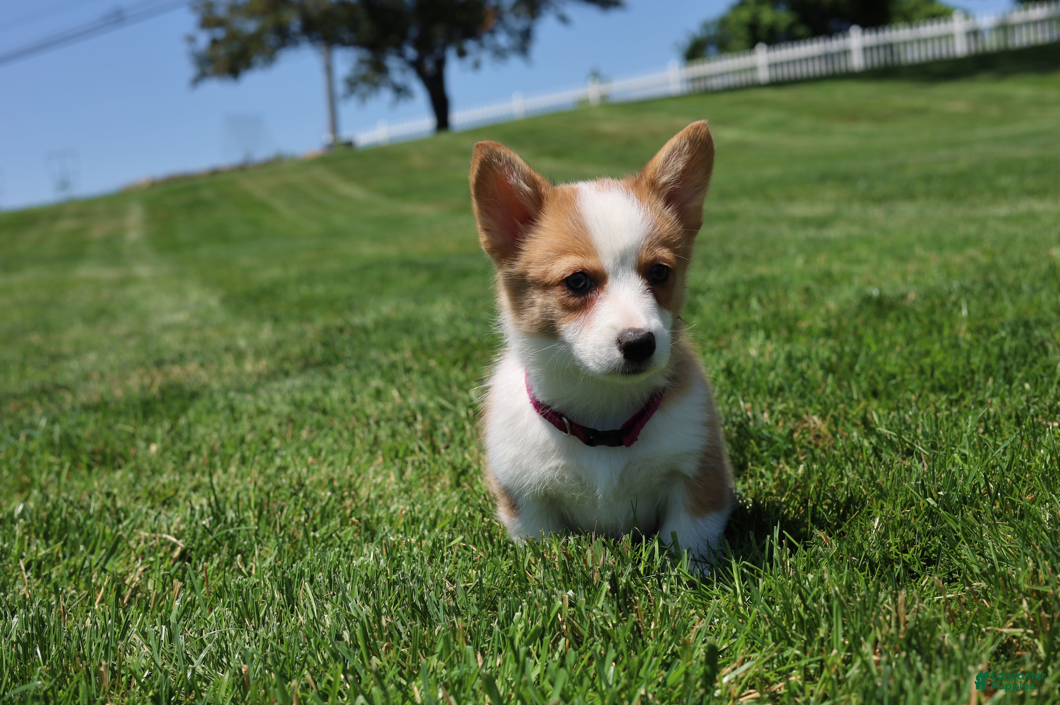 Welsh Corgi Pembroke dogs Winnie  - Ad 1