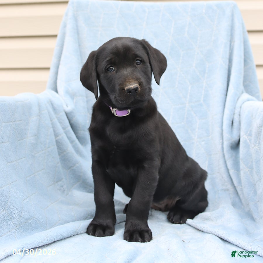 Labrador Retriever dogs for sale: Poppy - Ad 4