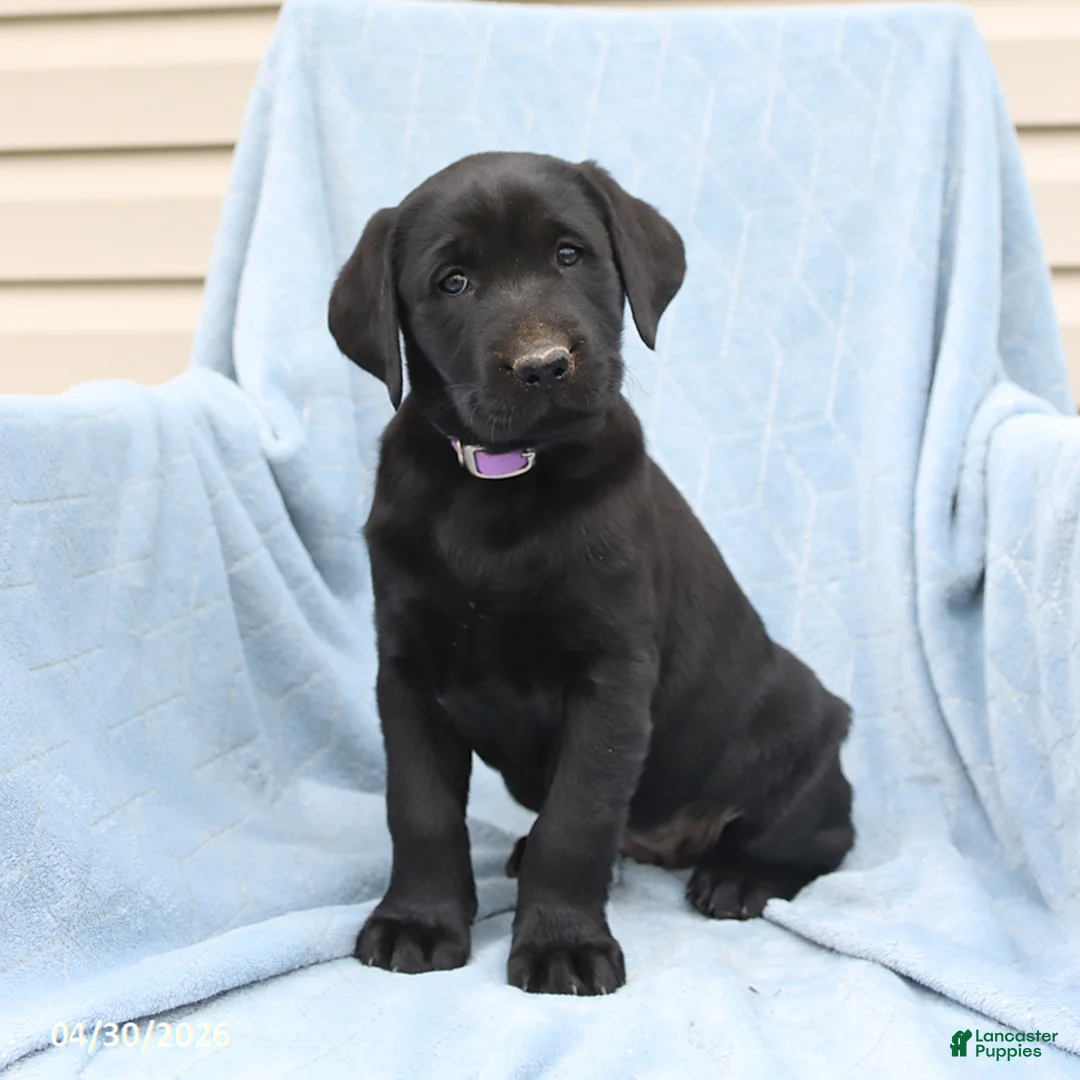 Labrador Retriever dogs for sale: Poppy - Ad 1
