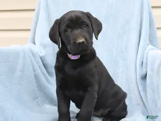 Labrador Retriever dogs for sale: Poppy - Ad 4