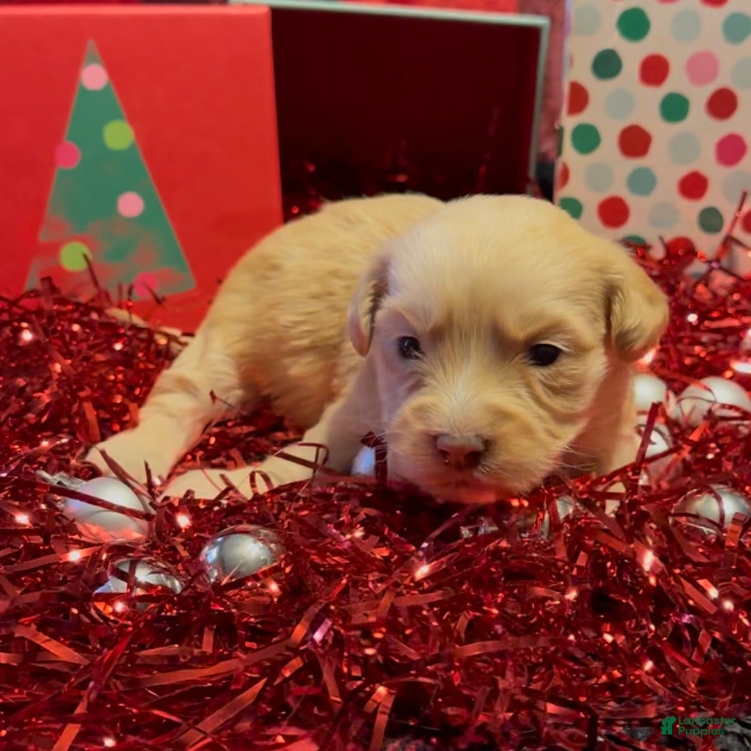 Mini Goldendoodle dogs for sale: Chrissy - Ad 3