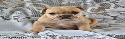 French Bulldog dogs for sale: Cinnamon Roll - Ad 3