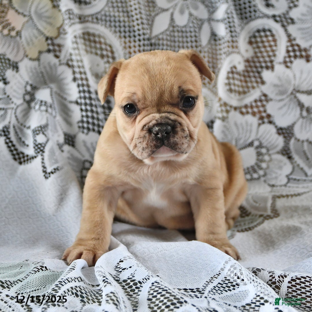 French Bulldog dogs for sale: Cinnamon Roll - Ad 3