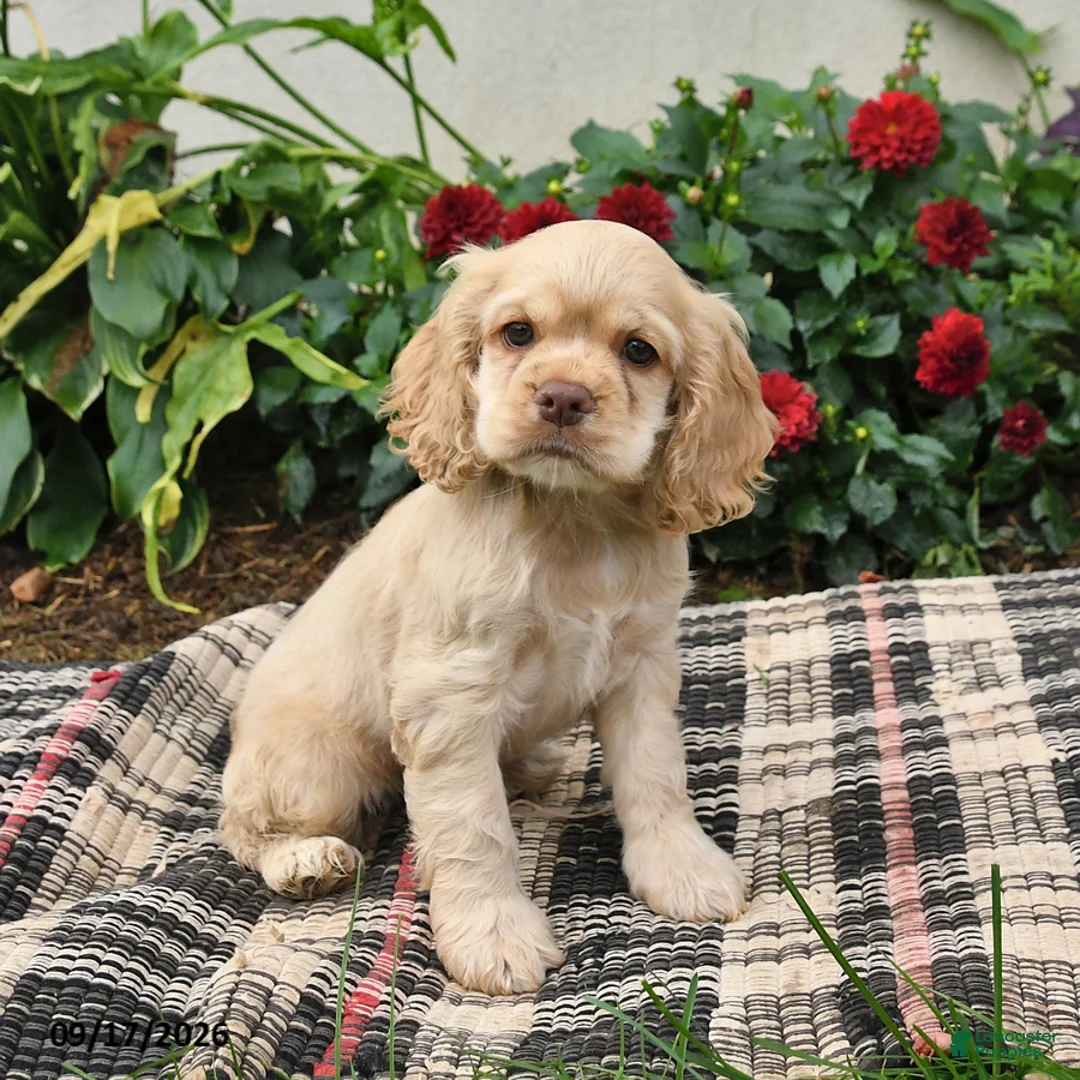 English Cocker Spaniel dogs for sale: Blondie - Ad 1
