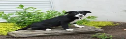 Border Collie dogs for sale: Humperdink - Ad 3