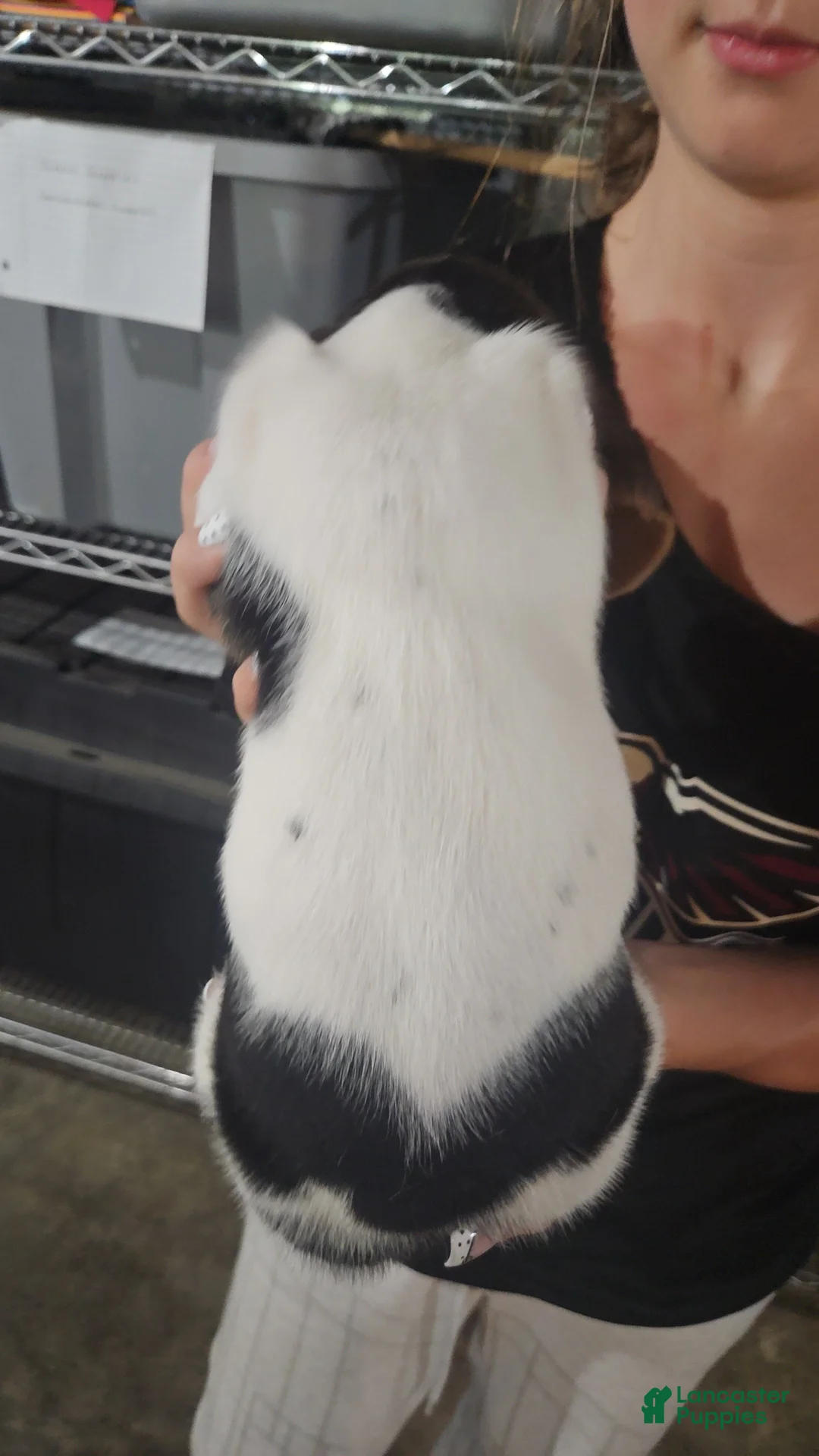 Basset Hound dogs for sale: Charm - Ad 2