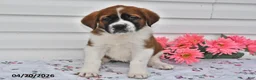 Saint Bernard dogs for sale: Bailey - Ad 3