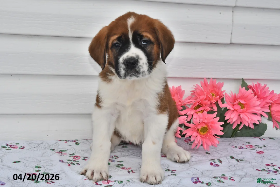 Saint Bernard dogs for sale: Bailey - Ad 3