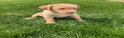 Labrador Retriever dogs for sale: Bella - Ad 4