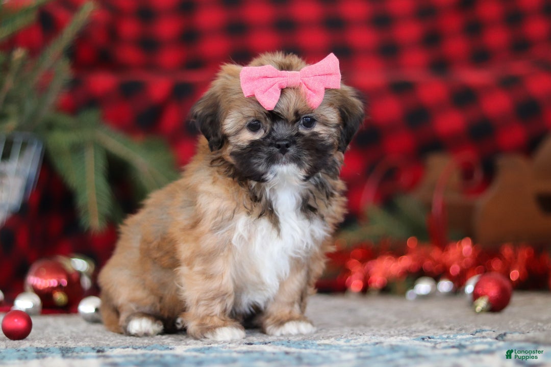 Lhasa Apso dogs for sale: Allie - Ad 5