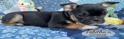 French Bulldog dogs for sale: Tabitha - Ad 3