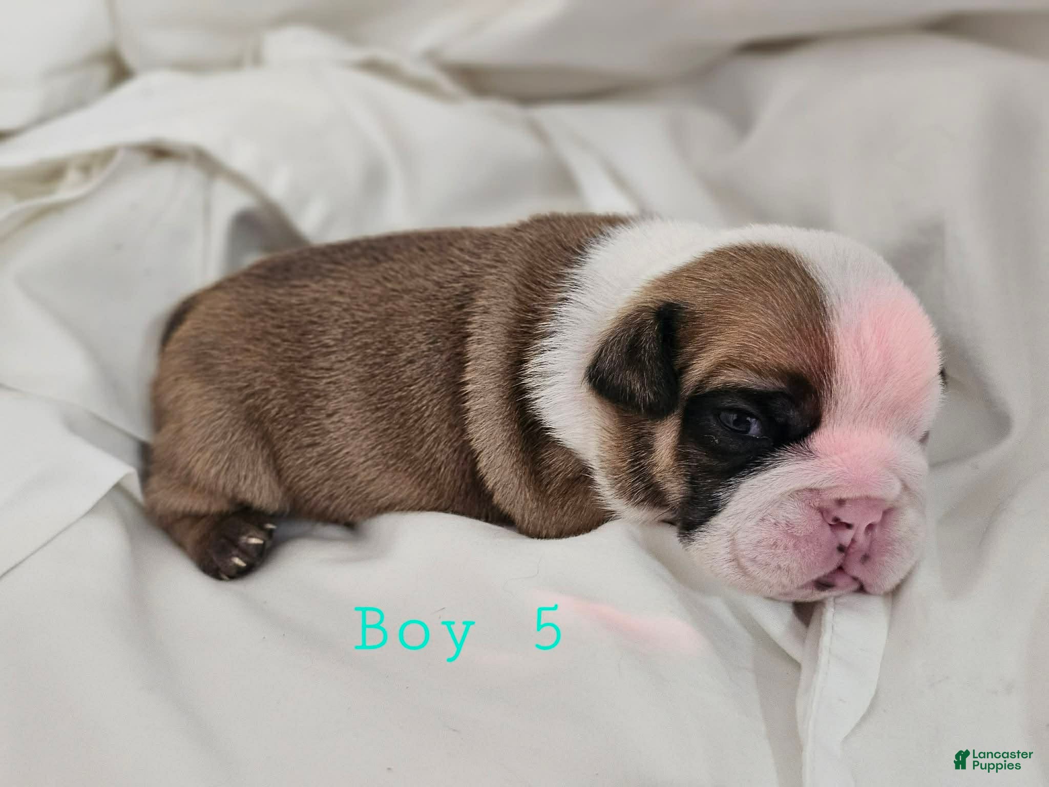 English Bulldog dogs English Bulldog Puppy 5 - Ad 3