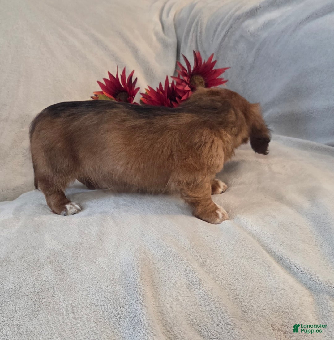 Miniature Dachshund dogs for sale: Mocha - Ad 8