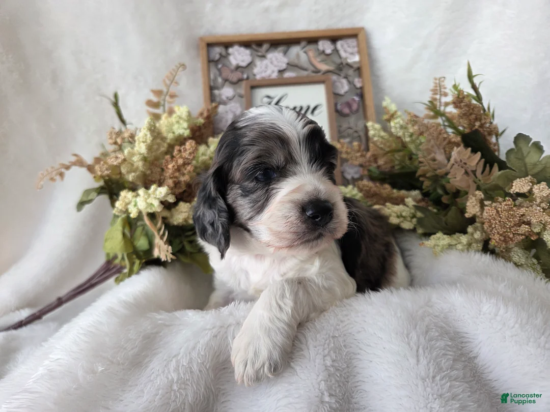 Cockapoo dogs for sale: Cockapoo Puppy 2 - Ad 4