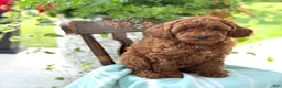 Miniature Poodle dogs for sale: Teddy - Ad 13