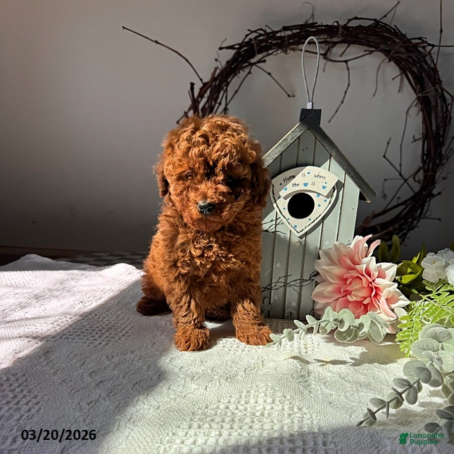 Toy Poodle dogs Buster - Ad 1