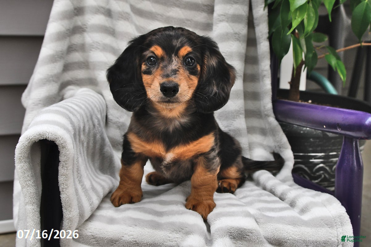 Miniature Dachshund dogs Twila - Ad 1
