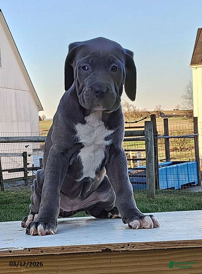 Cane Corso dogs Ava - Ad 1