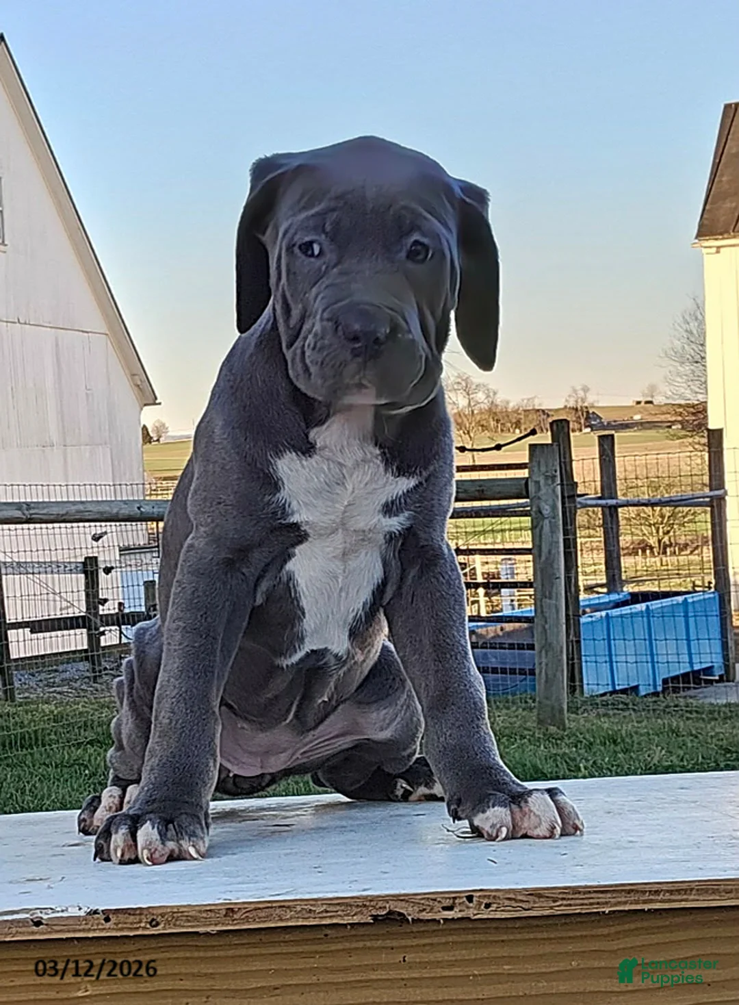 Cane Corso dogs for sale: Ava - Ad 1