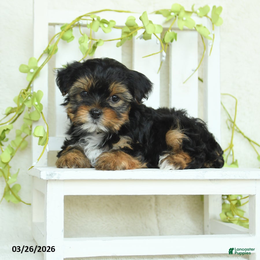 Yorkshire Terrier dogs Snickers - Ad 2