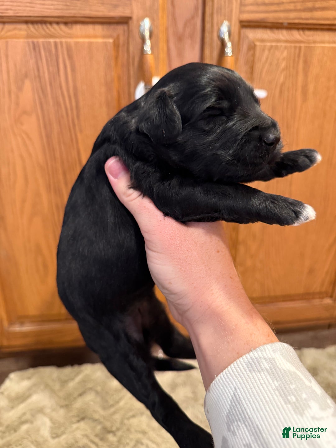 Goldendoodle dogs for sale: Maggie - Ad 5