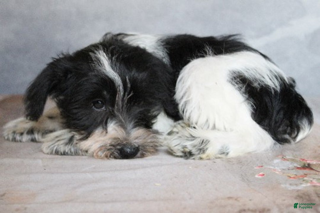 Miniature Schnauzer dogs for sale: Kai - Ad 2