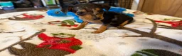 Miniature Pinscher dogs for sale: Miniature Pinscher Puppy 5 - Ad 1