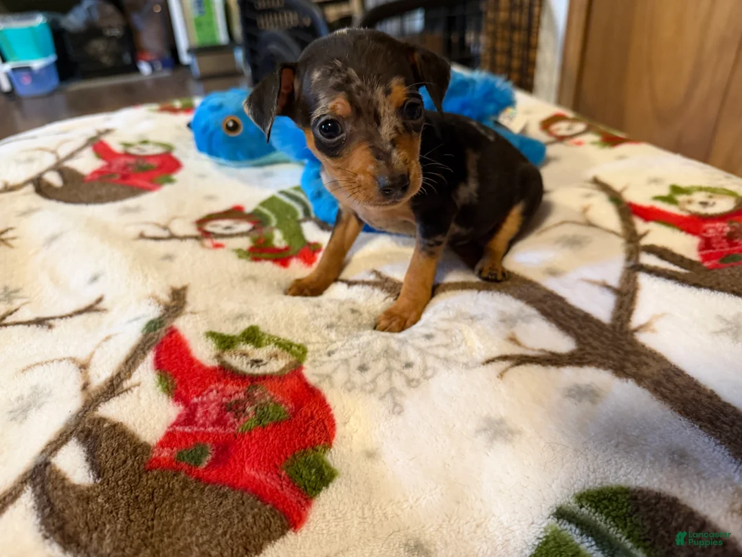 Miniature Pinscher dogs for sale: Miniature Pinscher Puppy 5 - Ad 1