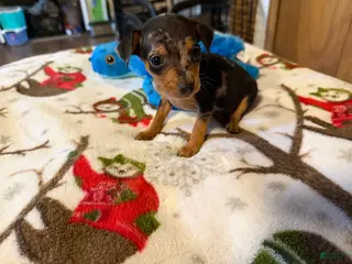 Miniature Pinscher dogs Miniature Pinscher Puppy 5 - Ad 22