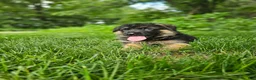German Shepherd dogs for sale: Milo - Ad 3