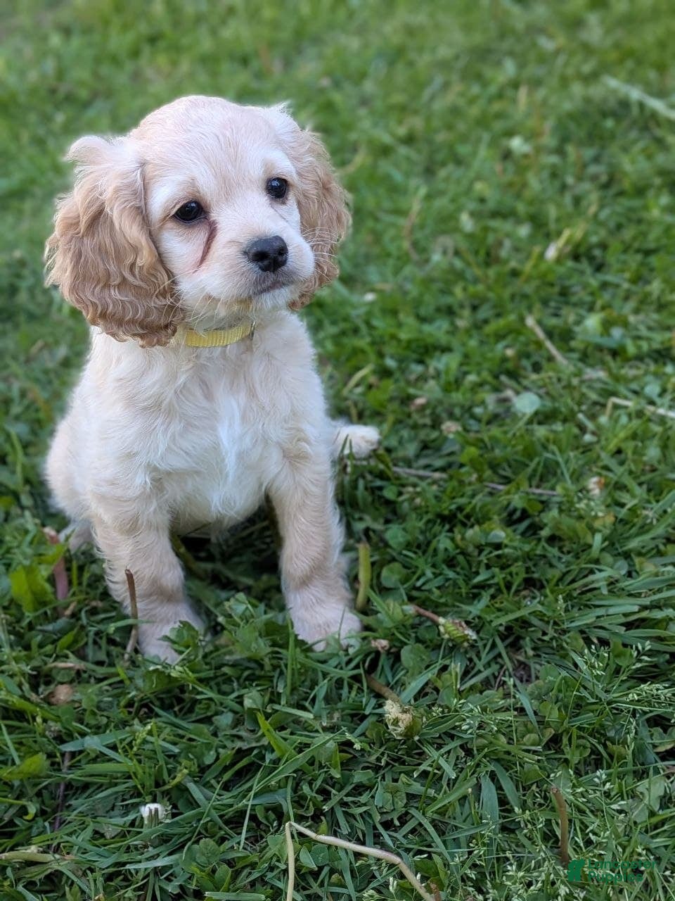 Cockapoo dogs Abby - Ad 2
