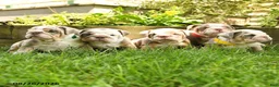 English Bulldog dogs for sale: Summer - Ad 5