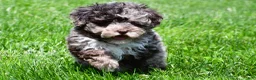 Miniature Poodle dogs for sale: Travis - Ad 13