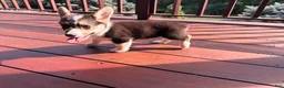 Welsh Corgi Pembroke dogs for sale: Floyd - Ad 1
