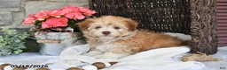Havanese dogs for sale: Josie - Ad 1