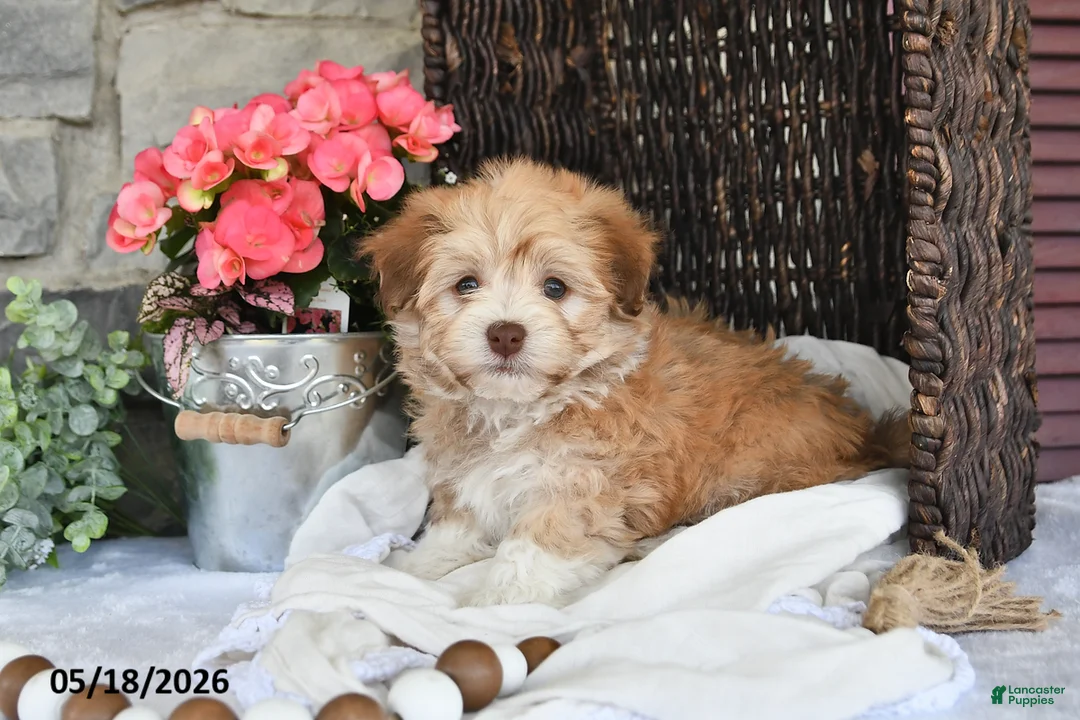 Havanese dogs for sale: Josie - Ad 1