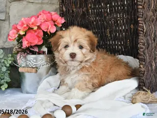 Havanese dogs for sale: Josie - Ad 2