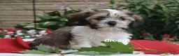 Mixed Breed dogs for sale: Nico - Ad 8