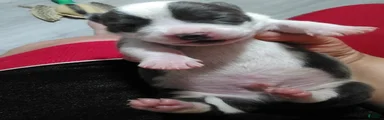 American Bully 1