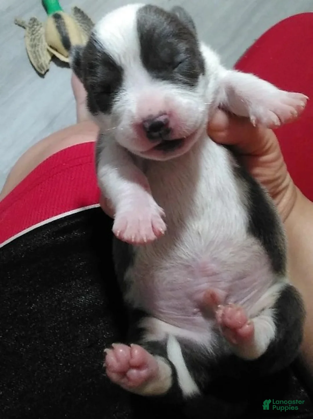 American Bully dogs for sale: American Bully 1 - Ad 1