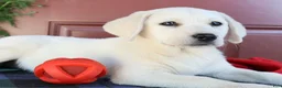 Labrador Retriever dogs for sale: Sugar - Champion line - Ad 3
