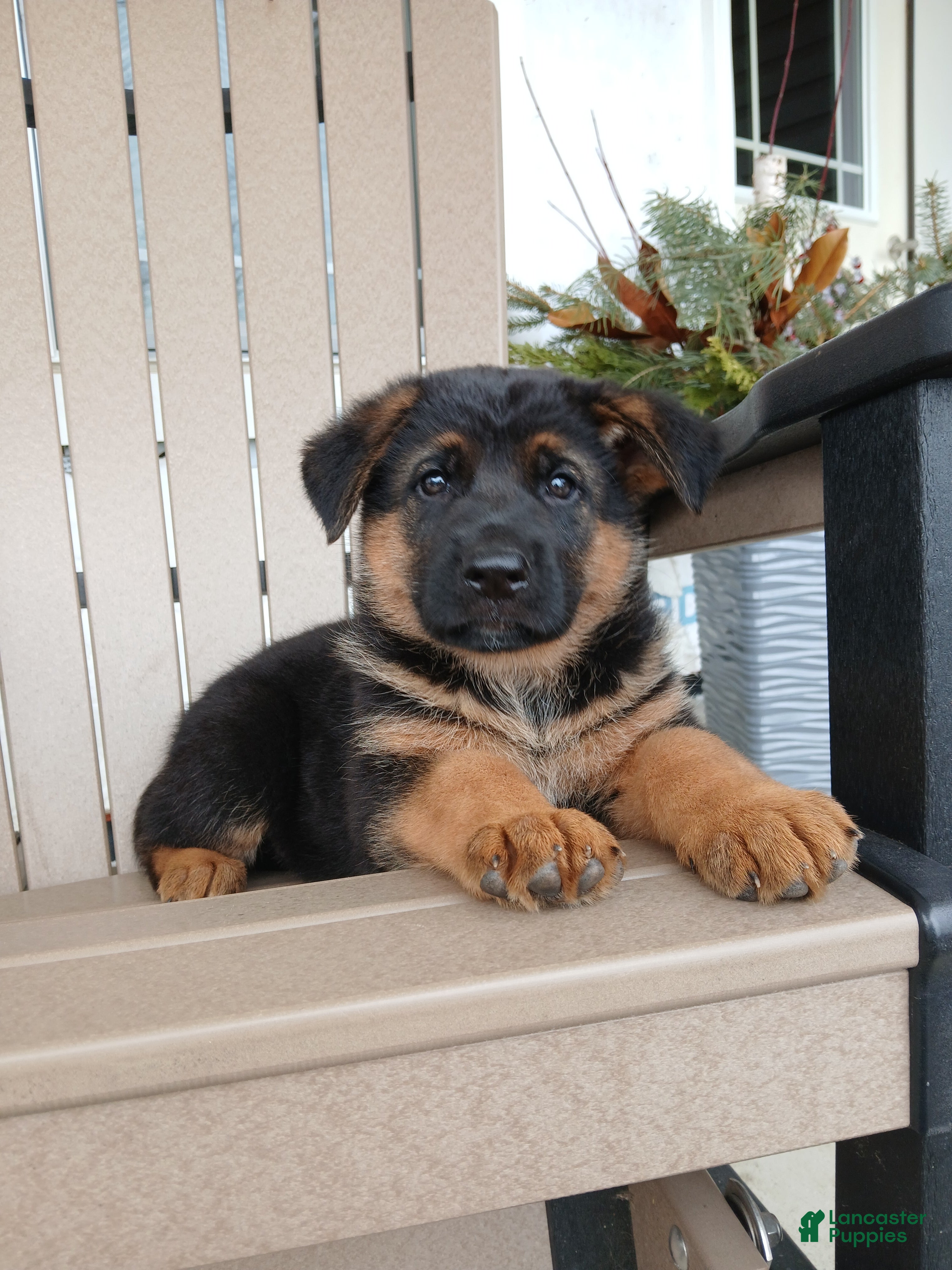 German Shepherd dogs Sasha - Ad 1