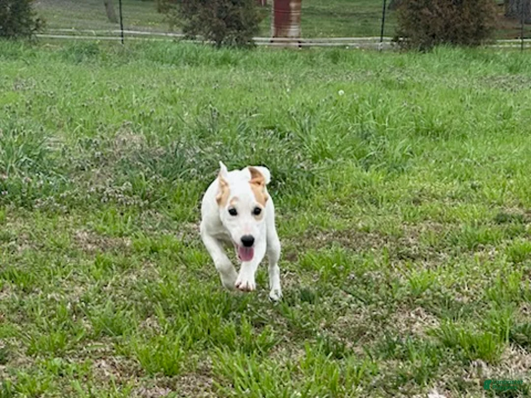 Jack Russell Terrier dogs for sale: Jack Russell Terrier Boy 1 - Ad 2