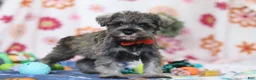 Miniature Schnauzer dogs for sale: Josiah - Ad 4