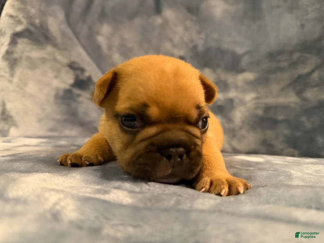 French Bulldog dogs for sale: French Bulldog 2 - Ad 2