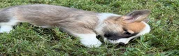 Welsh Corgi Pembroke dogs for sale: Hoss - Ad 6
