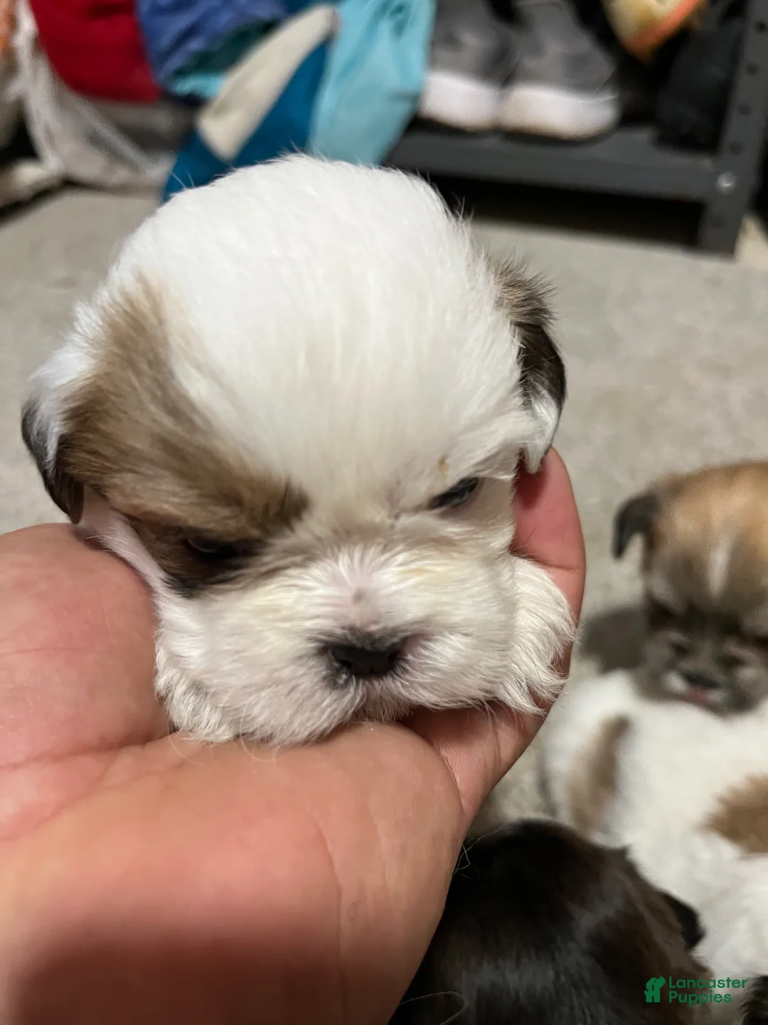 Havanese dogs for sale: Havanese Puppy 5 - Ad 1